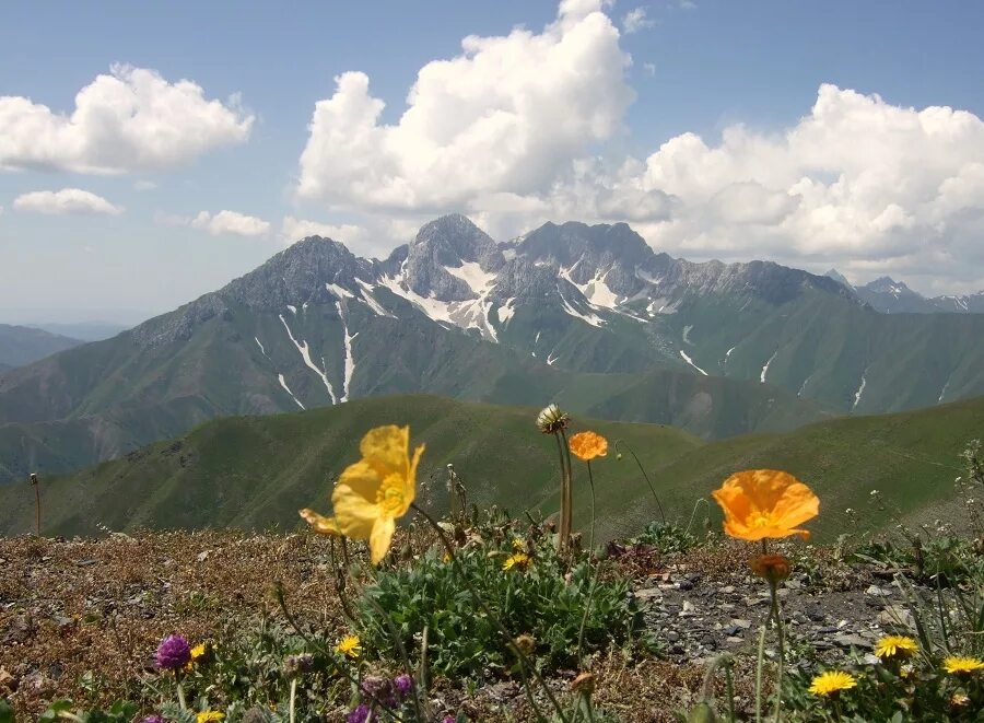 Киргизия в мае. Тянь-Шань тюльпан Киргизия. Горные цветы Тянь Шаня. Киргизия Луга Тянь-Шаня. Горный цветок Эдельвейс Тянь Шань.
