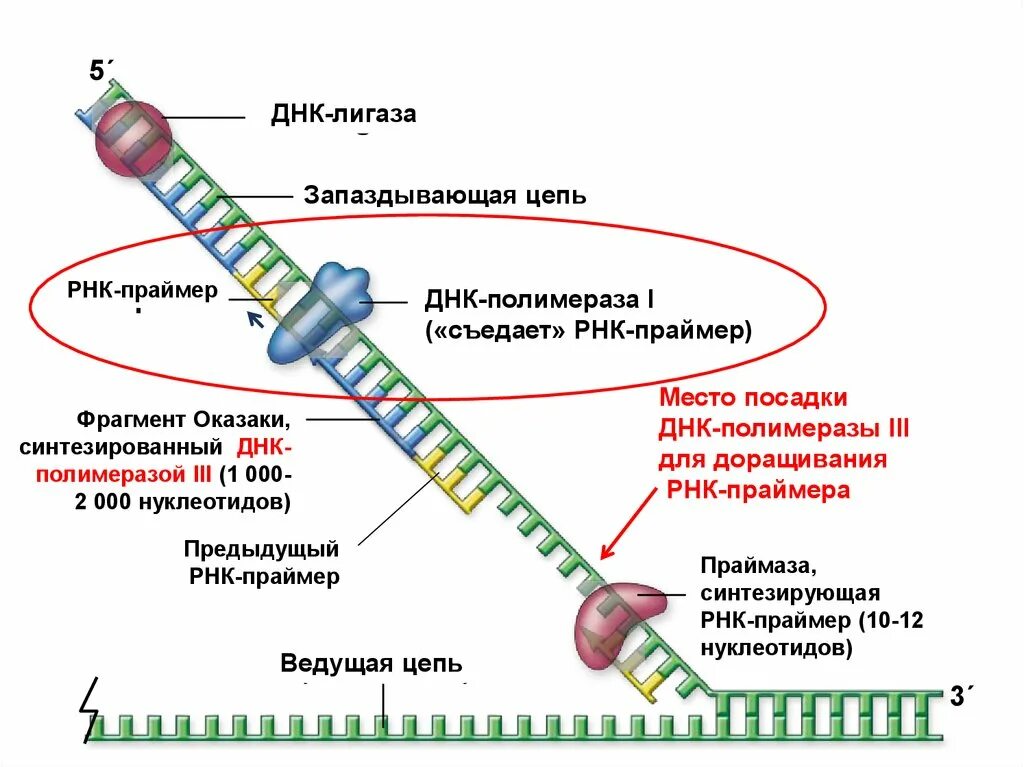 РНК праймер функции. РНК полимераза в репликации ДНК. Оказаки репликация ДНК. Репликация РНК Праймеры.