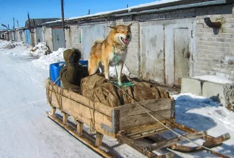 Сборы в соболях