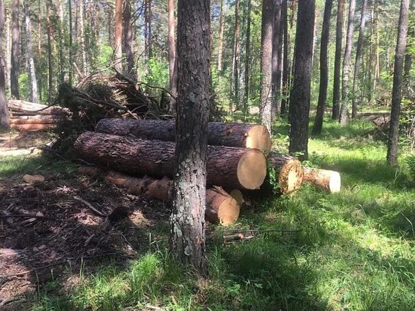 Руби сосну. Караканский Бор грибы. Обитатели Караканского Бора. Караканский Бор животные. Родник в Караканском Бору.