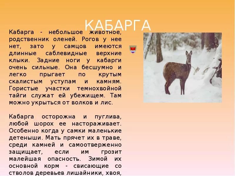 Кабарга. Доклад о животных. Животные красной книги кабарга. Животные красной книги тайги. Написать эссе о диких животных