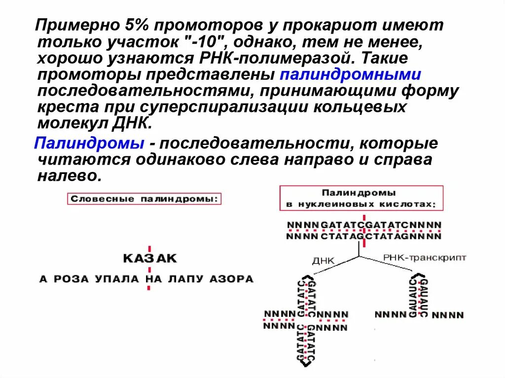 Палиндром биосинтез. Палиндромные последовательности ДНК И РНК. Палиндромные участки ДНК. Палиндромная последовательность ДНК. Промотор транскрипции прокариот.