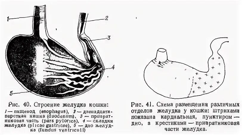 Пищевод кошки