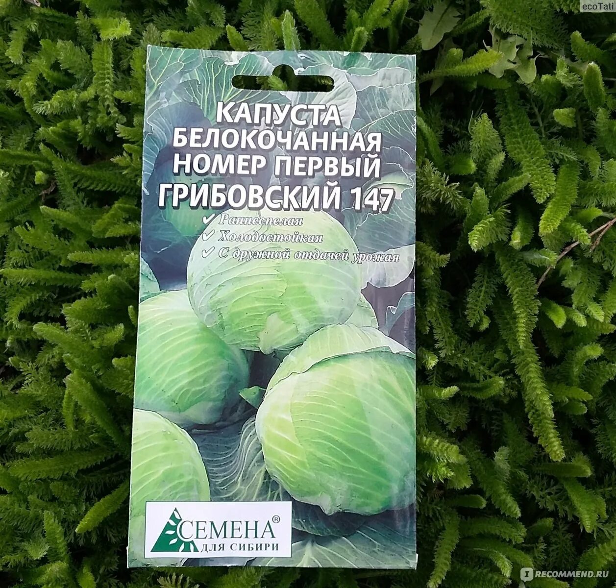 Капуста номер первый грибовский. Капуста номер первый Грибовский 147. Капуста белокочанная Грибовский. Капуста белокочанная Грибовский 147. Капуста БК Грибовский 147.