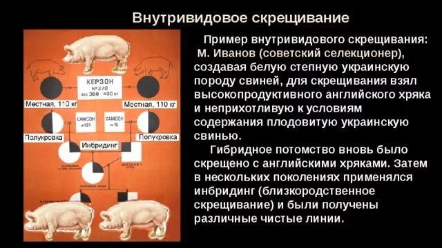 Получение чистых линий инбридингом