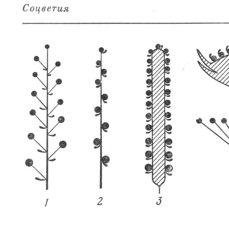 Соцветие простой Колос схема. Схема соцветий кисть , Колос,початок. АИР схема соцветия. Сложный початок