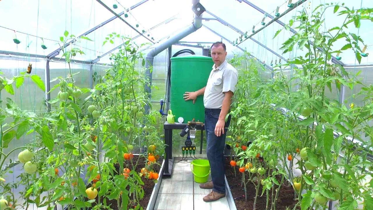 Помидоры в домашней теплице. Умная теплица Greenhouse. Умная теплица автопроветривание и полив теплицы. Теплица с помидорами. Теплица с овощами.