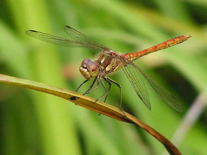 Sympetrum vulgatum. Стрекозы. Стрекоза насекомое. Лапы Стрекозы.