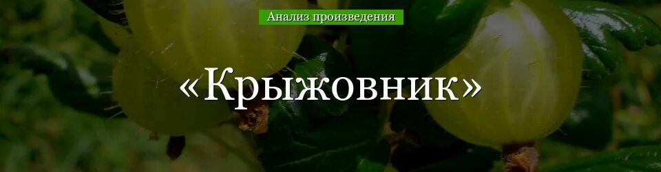 Крыжовник смысл названия. Чехов а.п. "крыжовник". Анализ произведения крыжовник. Анализ рассказа крыжовник. Рассказ Чехова крыжовник.