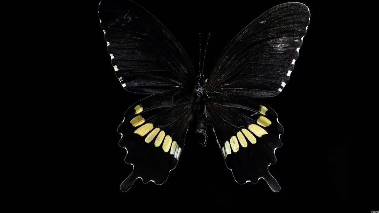Pin by oxana holod on обои Butterfly wallpaper, New wallpaper hd, Butterfly art