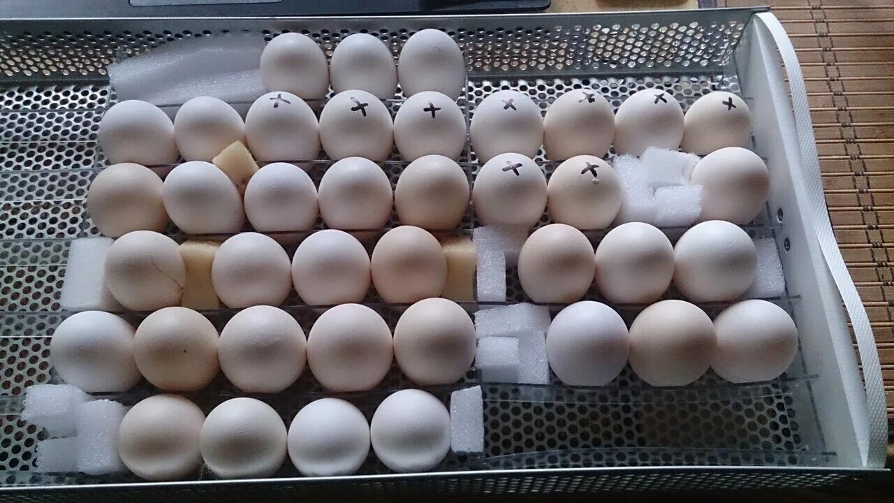 Инкубационные яйца купить цена. Инкубационное яйцо на 10 день. Бресс Гальские мраморное яйцо. Белореченск яйцо инкубационное - утки, куры. Куриные пульки что это такое.