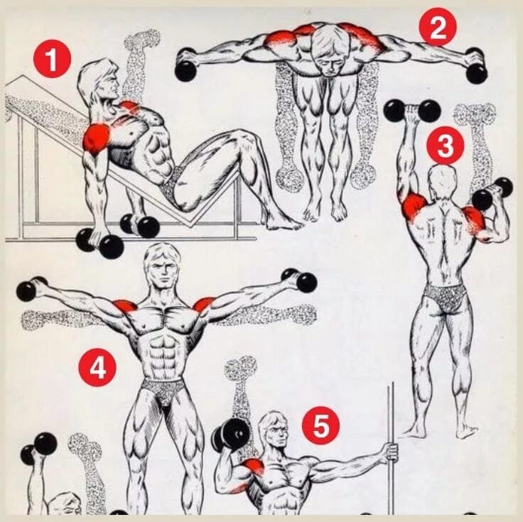 Упражнения с гантелями в домашних условиях. Тренировка дельтовидных мышц. Упражнения для плечей. Упражнения на плечи.