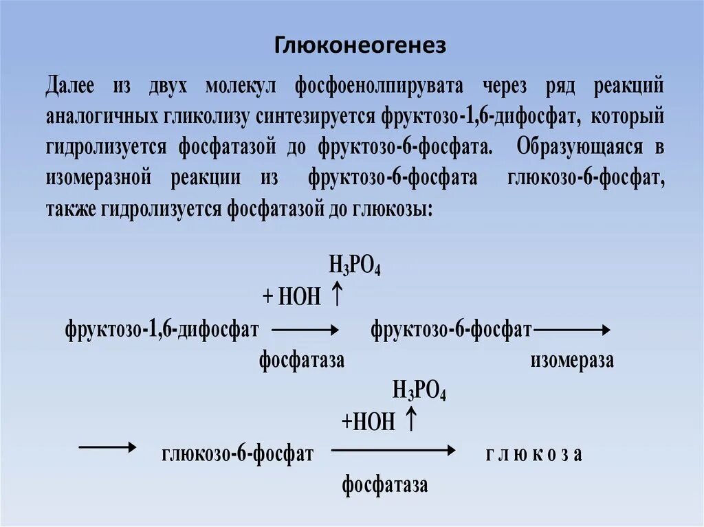 Синтез Глюкозы - глюконеогенез. Основные реакции глюконеогенеза. Образование пирувата из Глюкозы реакция. В формулах реакции глюконеогенеза. Синтез глюконеогенеза