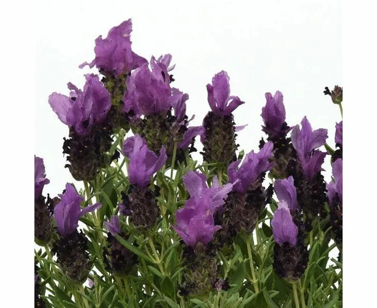 Лаванда испанская бандерос пинк. Лаванда узколистная розеа. Лаванда французская (lavandula stoechas). Лаванда бандера парпл. Лаванда дип роуз.