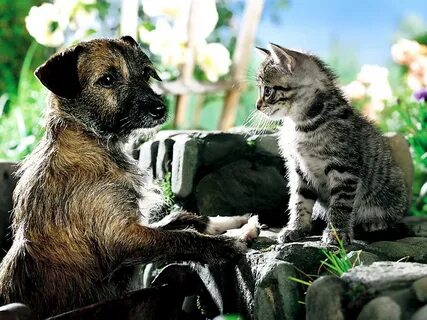 4 кота 1 пес