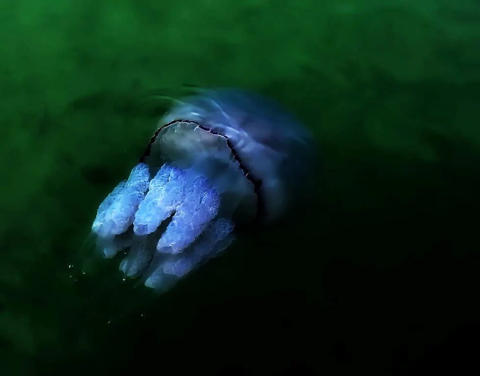 авторы медузы. медуза живопись. фантастические медузы. медуза картина. красивые медузы.