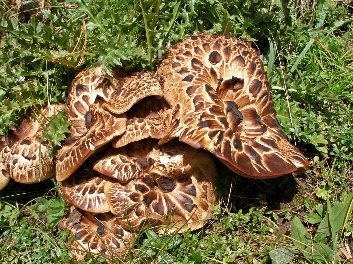 ежовик карелия. ежовик пестрый гриб съедобный. ежовик пестрый sarcodon imbricatus. ежевик пестрый (sarcodon imbricatus). гриб лось.