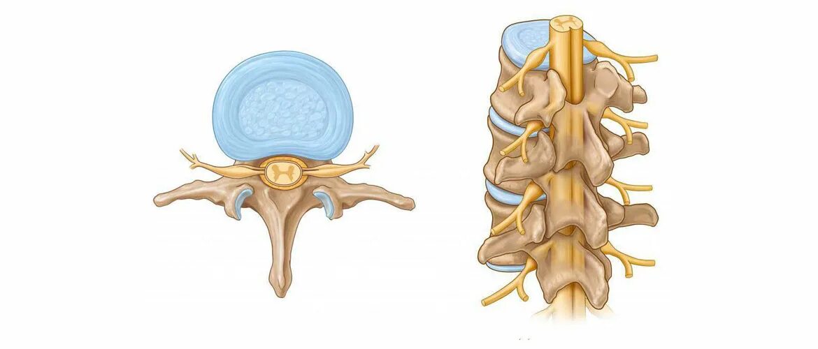 Корешки поясницы. Спинной мозг шейный отдел анатомия. Строение спинного мозга спинномозговой канал. Строение нервных Корешков позвоночника. Грыжа позвоночника спинной мозг.