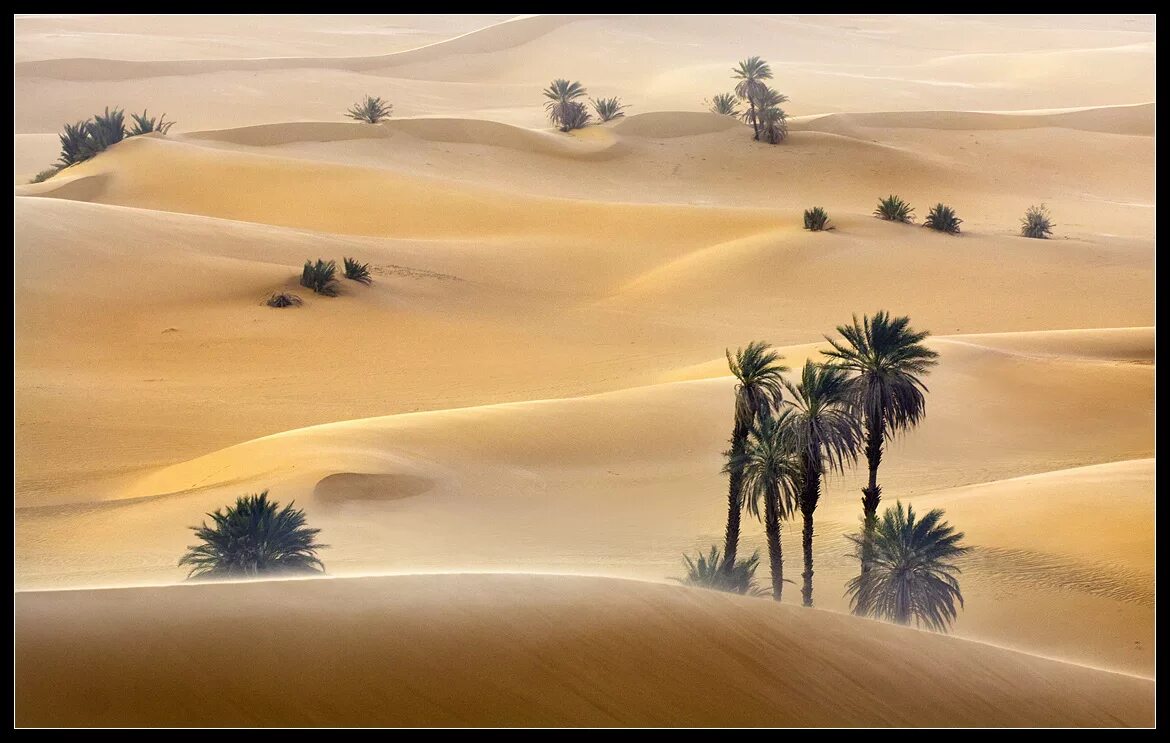 Оазис и Бархан. Песчаные дюны Оазис. Ливия Оазис. Оазис животные