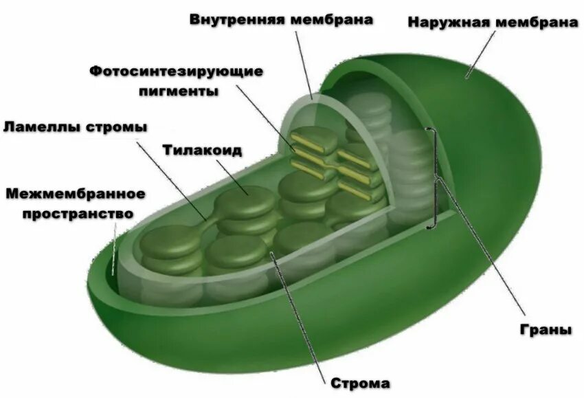 Органоиды клетки содержащие молекулы хлорофилла