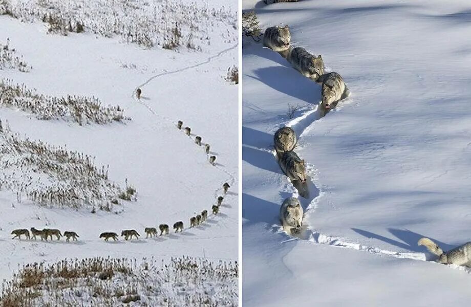 Идти по волчьему следу. Стая волков зимой. Стая волков на тропе. Стая волков идет по снегу. Волк в снегу.
