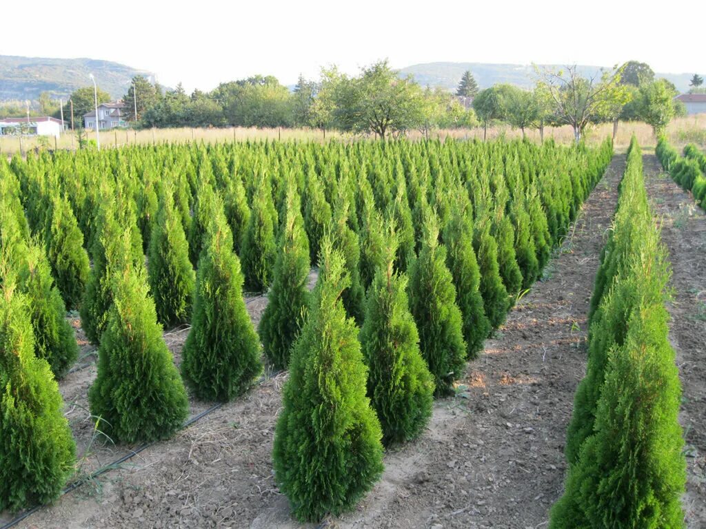 саженцы смарагд. туя западная брабант. саженцы смарагд. туя канкан. туя смарагд саженцы.