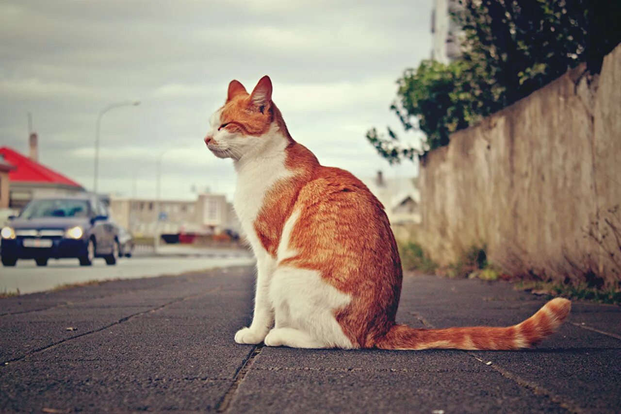 Фото сидящей кошки. Кошка сидит. Сидячая кошка. Кошка сидит боком. Сидячий кот.