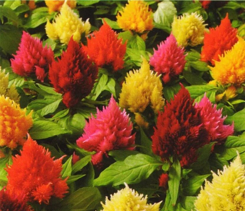 целозия империалис. целозия метельчатая гребенчатая. целозия метельчатая гребенчатая. целозия выращивание. целозия выращивание.