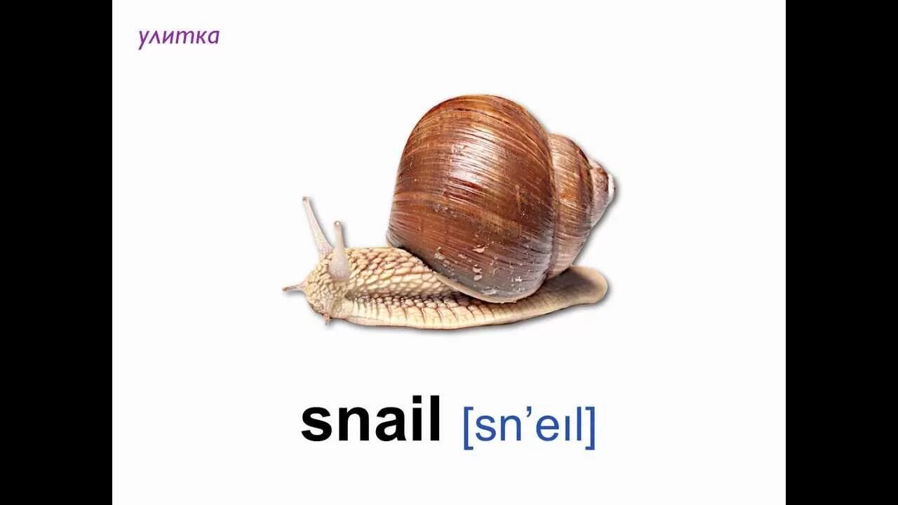 Как по английски улитка. Как по английски улитка. Загадка про улитку. Улитка вектор. Улитки текстовые.