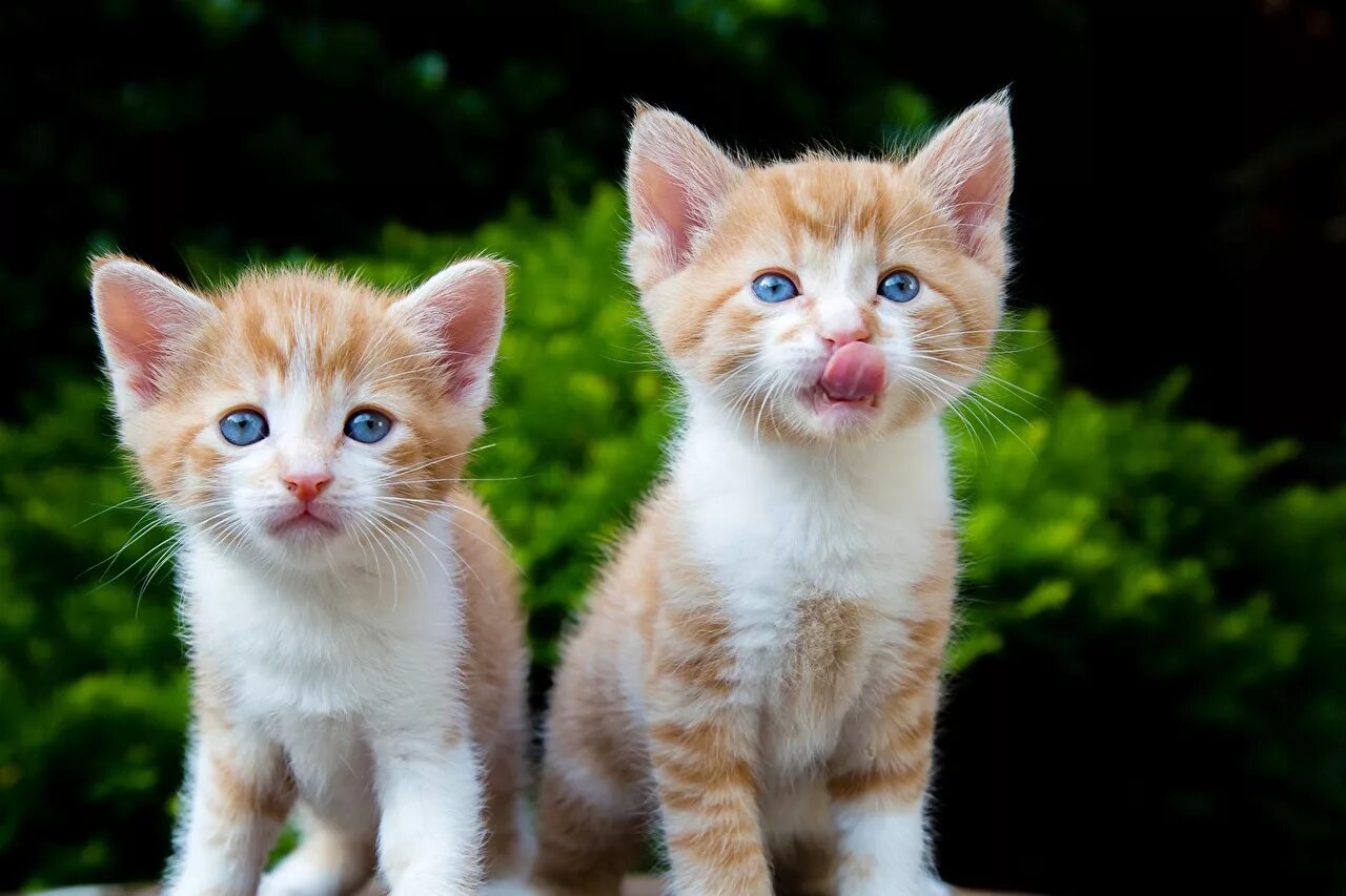Kitten for 2