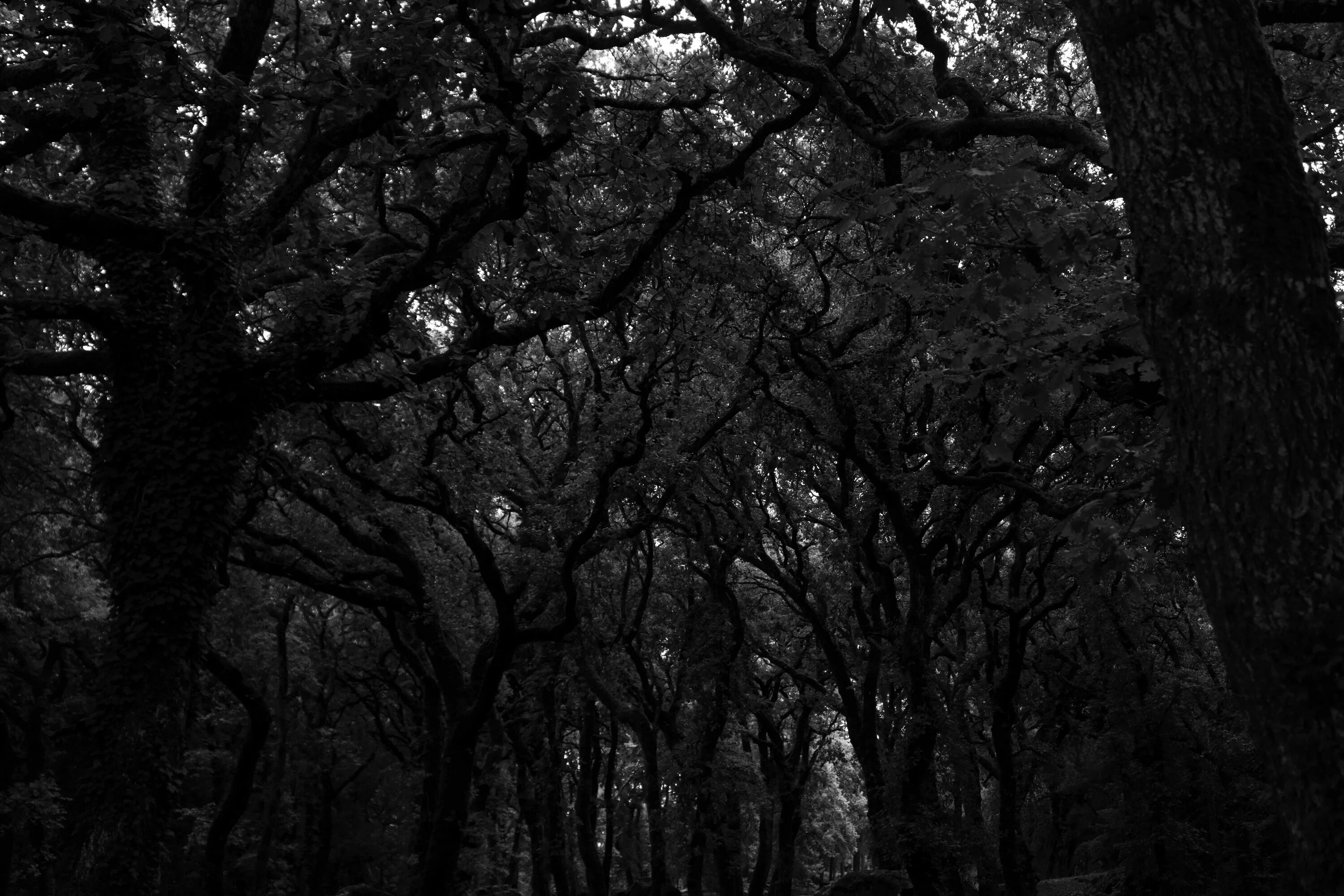 Самый черный лес. Темное дерево. Мрачный лес. Темное изображение. Темные обои.