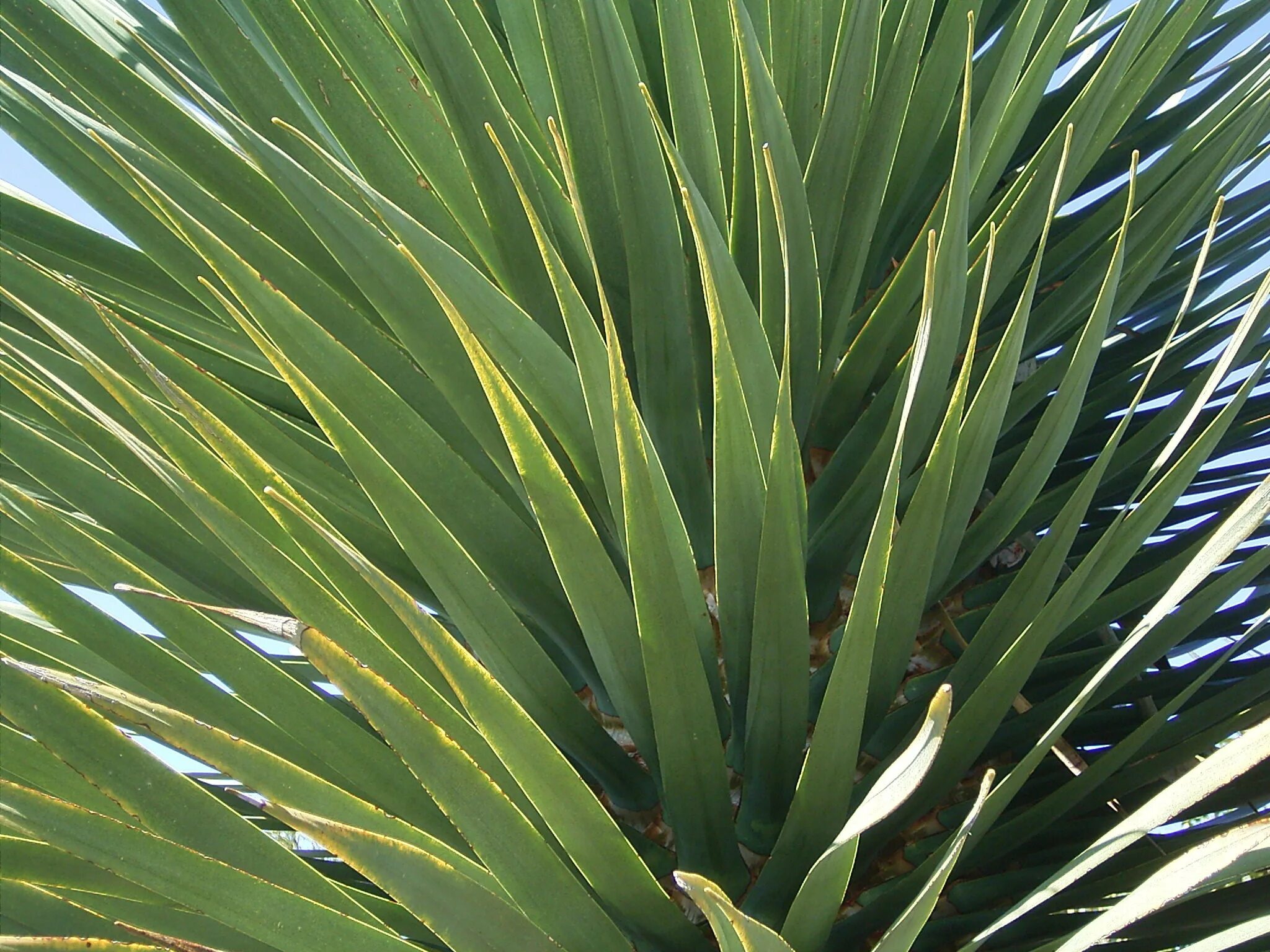 Драцена Драко. Драцена Голден Кост. Dracaena Draco (Макаронезия). Драцена в Африке.