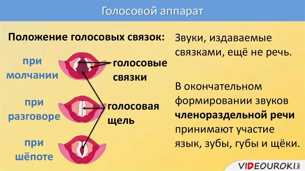 Строение голосового аппарата голосовые складки. Строение голосовых связок при шепоте. Положение голосовых связок. Голосовые связки при пении.