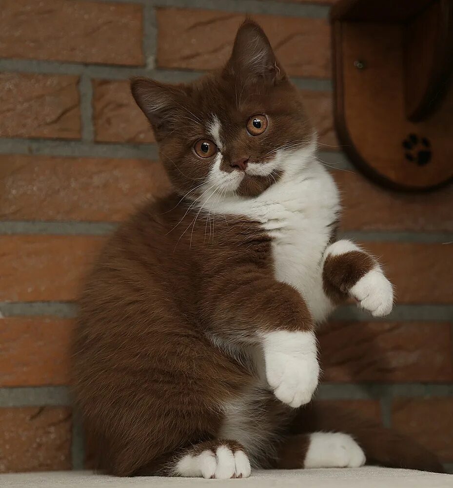 Кошечка коричневая. Бурманская кошка. Коричневый котенок. Абиссинская кошка коричневая. Кот породы абиссинец.