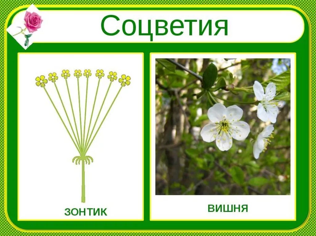 Яблоня соцветие щиток. Семейство Розоцветные зонтик соцветие. Розоцветные соцветие. Соцветие вишни.