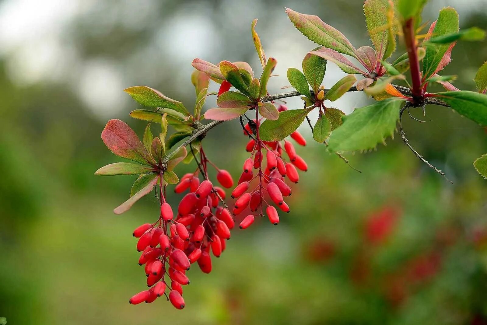 Барборис. Барбарис обыкновенный Berberis vulgaris. Барбарис обыкновенный (Berberis vulgaris l.). Барбарис обыкновенный куст. Барбарис обыкновенный колючки.