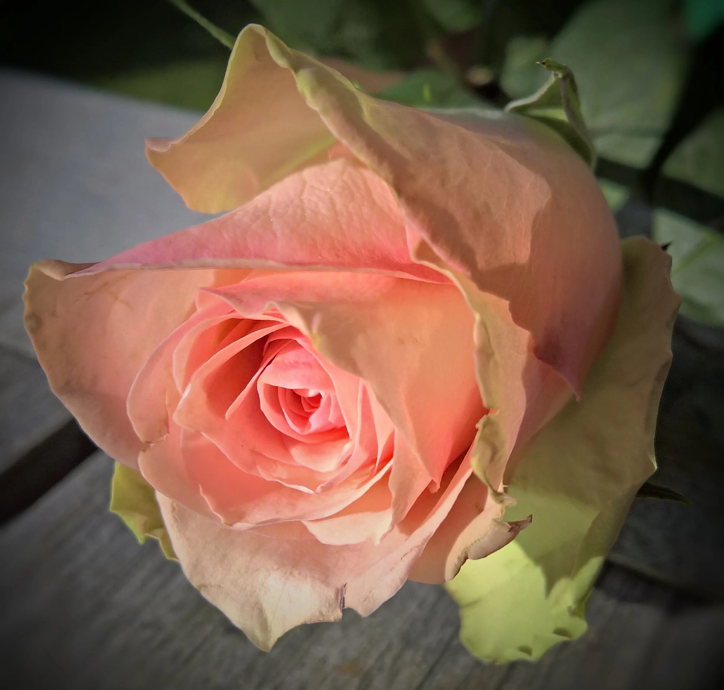 Благородные розы. Розы лососевого цвета.