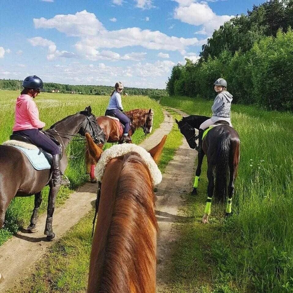 Покататься на коне. Архипо-Осиповка конные прогулки. Прогулка на лошадях. Прогулка верхом на лошади.