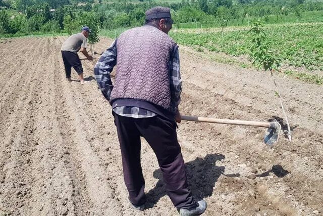 Прогноз погоды в ганчи. Район Деваштич Таджикистан. Деваштич картошка. Картошка кори Деваштич. Деваштичский район Таджикистана Кишлах мехрабо.