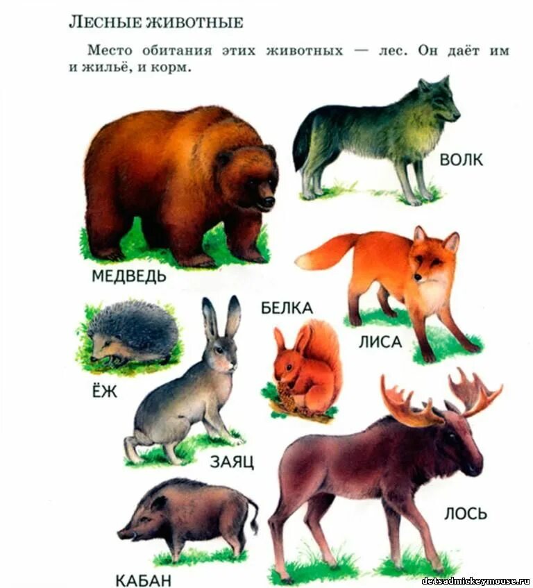Части тела волка. Части тела животного для детей. Строение тела животного. Внешнее строение волков. Строение диких животных.