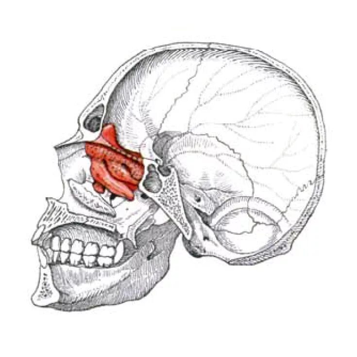 сошник и решетчатая кость в черепе. ликворея мрт. перелом решетчатой кости. решетчатая кость окостенение. переломы костей лицевого черепа.