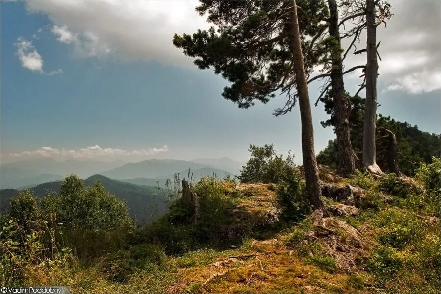 визбор три сосны