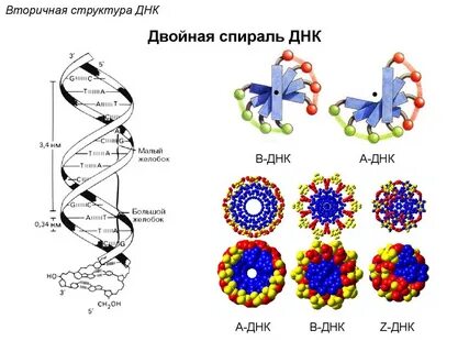 Состав двойной