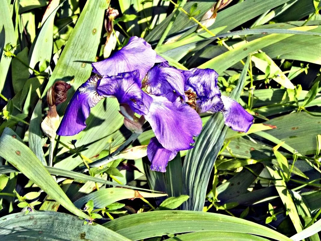 целозия красная. цветы петушки гребешки целозия. ирис (iris), или касатик, петушки. петушиные гребешки цветы. цветок ирис касатик.