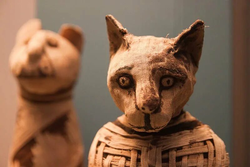 кот мумия. мумифицированная кошка древний египет. кот мумия. древнеегипетские мумии кошек. кошачий некрополь египет.