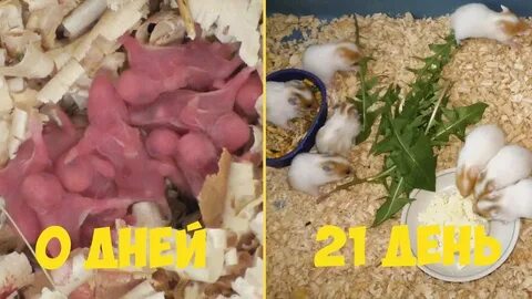 Сирийский хомяк родила