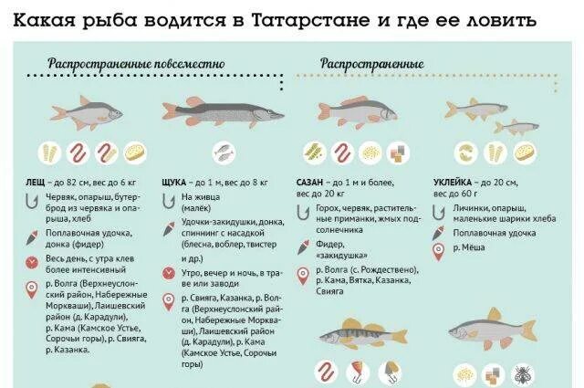 Какую рыбу можно ловить. Какая рыба водится в Волге. Какие рыбы обитают в реке Волга. Виды рыб в речке. Какие рыбы водятся в речке.