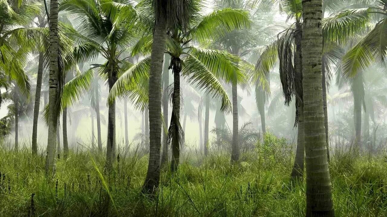 Тропическая среда