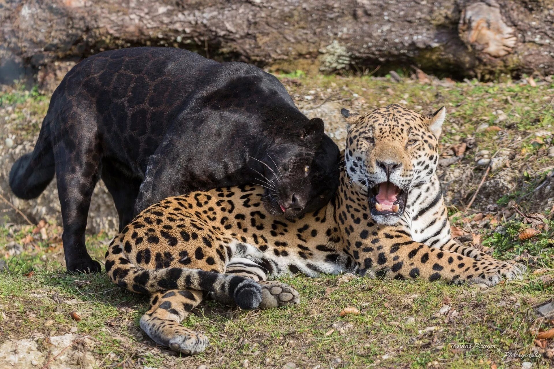 Predator animals. Леопард Ягуар пантера. Пума гепард леопард. Тигры пантеры леопарды. Гепард и леопард и Ягуар и пантера.