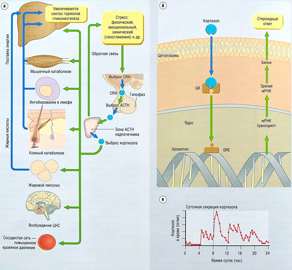 Выброс гормонов стресса. Выброс гормонов. АМГ гормон синтезируется. Выработка гормонов при стрессе график. Глюкокортикостероиды Синтез гормонов.